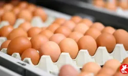 Marketlerde kahverengi yumurta satışı yasaklanıyor