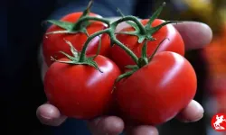 Domateste pestisit olduğunu nasıl anlarız? Domates nasıl seçilir?