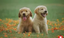 Rüyada Köpek Görmek Ne Anlama Gelir?