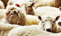 Kurban Kesmenin Faydaları Nelerdir?