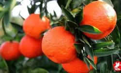 Mandalina Çiçeği Festivali için geri sayım başladı