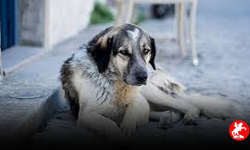 Başıboş Sokak Köpeği Yasasının İptal İstemi Reddedildi