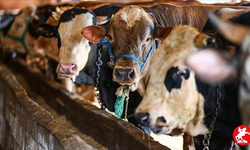 2025 vekalet ile kurban kesim bedeli açıklandı