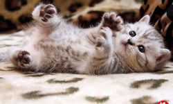 Rüyada Kedi Görmek ne demek? I Anlamı ve Yorumu