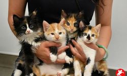 Kedinizin Avladığı Bir Fare Ölümcül Olabilir! Almanya’da İlk Ölüm, Uzmanlar Uyarıyor
