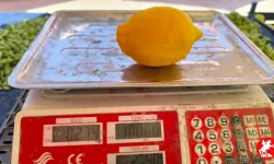 Limonun suyu çıktı: Tanesi 27 lira