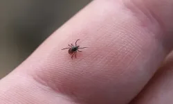 Kene Isırığına Erken Müdahale ile Kırım Kongo Kanamalı Ateşi'ni Engellemek Mümkün! İşte Uzmanlardan Önemli Uyarılar
