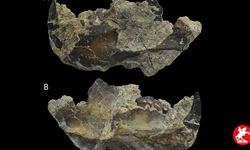 Öğrenci Jurassic Sahili’nde 145 Milyon Yıllık Yeni Memeli Türü Buldu!