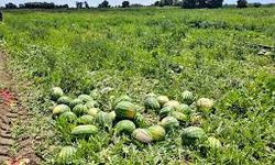Bafra Ovası’nda Kavun ve Karpuz Hasadı Hızlandı! Peki Fiyatlar Nasıl?