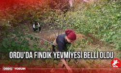 Ordu'da Fındıkta İşçi Yevmiyesi ve Diğer Ücretler Belli Oldu