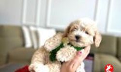 Sevimliliğiyle Tanınan Maltipoo Hakkında Bilinmesi Gerekenler