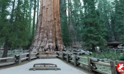 Dünyanın En Büyük Ağacı Kaç Yaşında? General Sherman'ın Yaşı Şaşırtıyor!