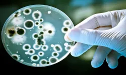 Yapay Zeka Dirençli Bakterilere Karşı Şaşırtıcı Yeni Antibiyotik Tasarladı!