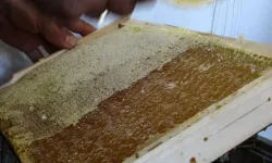 Şok Fiyat! Ardahan Balının Kilosu 1500 TL'ye Satılıyor! İşte Dede Mesleğiyle Başlayan Başarı Hikayesi!