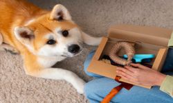 Akita Inu Köpekler İçin Eşsiz Bakım Rehberi