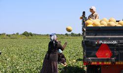 Bafra Ovası’nda Üretici Zarar Ediyor: Tarlada 2 TL, Markette 8,5 TL