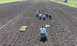 Bafra Ovası’nda Kışlık Sebze Seferberliği: Çiftçiye Destek, İşçiye 1500 TL Yevmiye