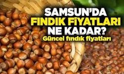 4 Eylül 2025 Güncel Fındık Fiyatları: Ordu, Giresun ve Samsun’da Son Durum