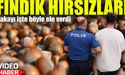 Yok Artık Denilen Hırsızlık: 1,5 Ton Fındık Çalındı