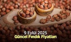 20 Eylül 2025 İtibariyle Türkiye’de Güncel Fındık Fiyatları: Karadeniz’de Ufak Artışlar
