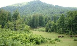 Doğaseverler İçin Samsun’da En Güzel Kamp ve Trekking Alanları