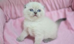 Scottish Fold: Katlanmış Kulaklarıyla Büyüleyici Dostumuz