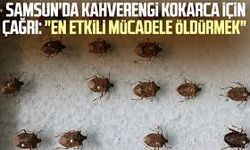 Samsun’da Kahverengi Kokarca Sürüleri Vatandaşı Şaşkına Çevirdi