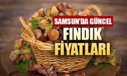Karadeniz’de Fındık Fiyatları Yükselişte: Samsun’da Son Durum