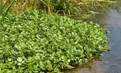 Marul Değil, Ispanak Değil: Dünyanın En Sağlıklı Sebzesi Seçildi
