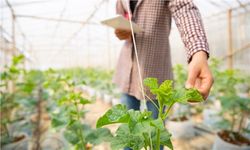 Ziraat Mühendisliği Maaşları 2025 Güncel Analizi