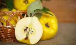 Ayva Çekirdeğinin Faydaları Nedir? Cilt İçin Jel Kullanımı