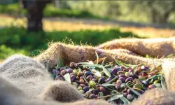 Zeytin Teorisi Nedir? İlişkilerdeki Anlamı