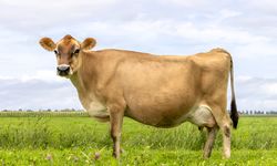 Jersey Sütünün Öne Çıkan Özellikleri ve Faydaları