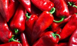 Bafra Ovası’nda Sessiz Bir Hareketlilik: Tarlalarda Ne Oluyor?