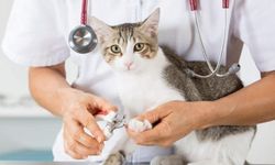 Devlet Veteriner Maaşları Ne Kadar?