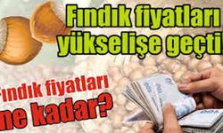 11 Aralık 2025 Fındık Fiyatları Yükselişe Geçti: Karadeniz’de Son Durum Ne?