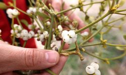 Ökse Otu Nasıl Kullanılır?