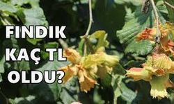 16 Aralık 2025 Güncel Fındık Fiyatları