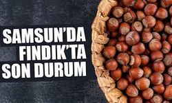 Fındık Fiyatları 8 Aralık 2025: Karadeniz’de Yükseliş Devam Ediyor