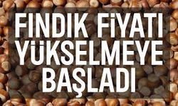 Fındık Piyasasında Yıl Sonu Hareketliliği: 18 Aralık Fındık Fiyatları