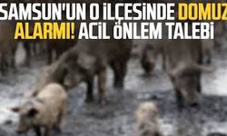 Samsun’da Domuz Baskını Artıyor: Çiftçiler 'Takoz' Zorunluluğunun Kaldırılmasını İstiyor