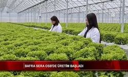 Bafra’da Topraksız Tarım Hızla Büyüyor: Kadın İstihdamı ve İhracat Rekoru Kapıda