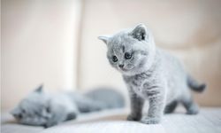 Samsun Kedi Sahiplenme Ve Sahiplendirme Süreci Rehberi