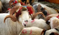 Samsun Kurbanlık Fiyatları Listesi 2026