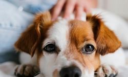 Ankara’da Evcil Dostlar İçin Güvenli Konaklama