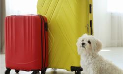 Ankara Pet Kuaför ile Evcil Dostlarınız Hak ettiği Özeni Görüyor