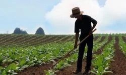 Samsun Çiftçileri 2025’te Ne Ekiyor?