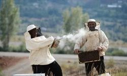 Samsun Arıcıları Bal Sezonuna Hazır mı?