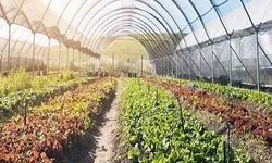 Samsun Seracılık Rehberi – En Verimli Bölgeler