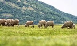 Samsun Çobanlık Mesleği Yeniden Canlanıyor